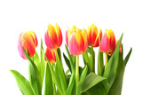 Fototapeta Tulipany - Tulip. Yellow and red spring flowers isolated on white background. Bouguet of tulips.