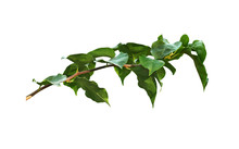 Bougainvillea Twig With Green Leaves