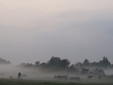Fototapeta Fototapety z widokami - krowy na łące we mgle