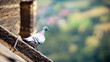 dove on the roof