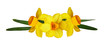 Yellow narcissus flowers in a spring arrangement