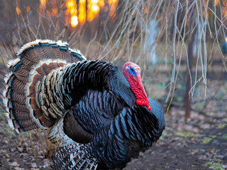 Sticker - Bronze turkey at sunset in the village.