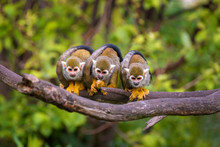 Three Common Squirrel Monkeys Sitting On A Tree Branch