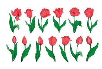 Wall Mural - Collection of red blooming tulips buds leaves stems isolated on white. Hand drawing of blooming tulips.