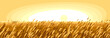 Wheat field scenic tranquil and calm landscape vector illustration, forget about all the problems and relax concept.