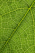 © Nanda - texture of leaf