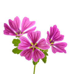 Poster - Mallow plant with flowers