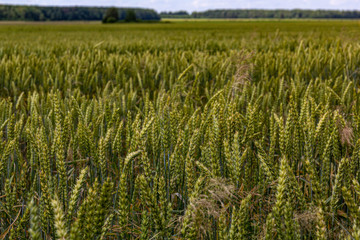 green wheat field