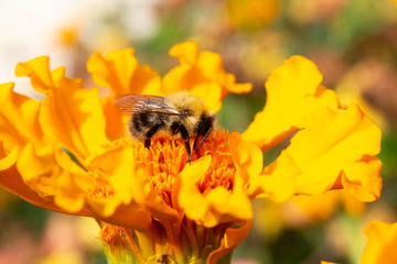 bee on yellow flower