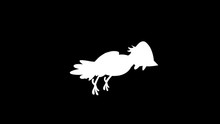 Silhouette Of An Animated Flying Crow. 29.97 Fps