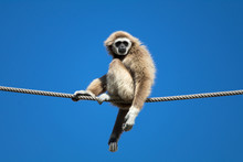 Low Angle View Of Monkey Sitting On Rope Against Clear Blue Sky During Sunny Day