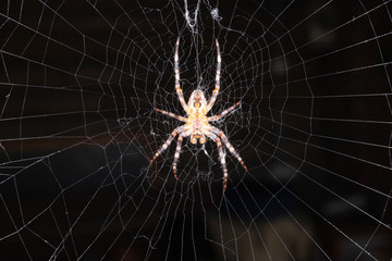 spider on web