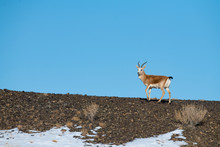 Gazelle In A Landscape With Snow And Blue Sky