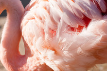 Pink Flamingo Feathers In The Sun. Gentle Soft Nature Background, Selective Focus