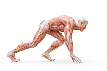Wall Mural - muscleman anatomy heroic body doing a runner pose in white background