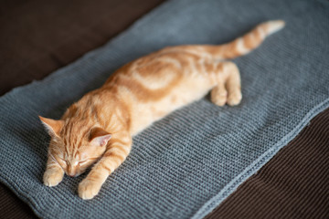 Cute red kitten with classic marble pattern sleeps on sofa. Adorable little pet. Cute child animal