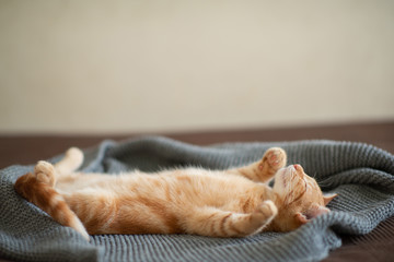 Cute red kitten with classic marble pattern sleeps on the back on sofa. Adorable little pet. Cute child animal