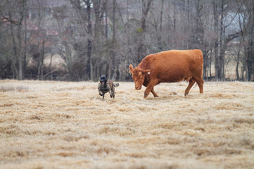 Wall Mural - Dog herding cattle