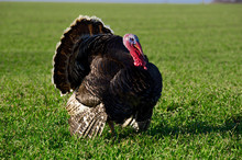 Brown Turkey On A Green Field At The Farm.
