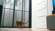 Cute Funny Cat Is Playing With A Balloon. Happy Pet, Beautiful Healthy Kitten Is A Bengal Breed. Background Scandinavian Interior Bright White Room. Brown Fur With Black Spots Little Leopard.
