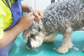 Series of groomer cleaning ear of dog with cotton swab