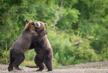 Bears Embracing Against Trees