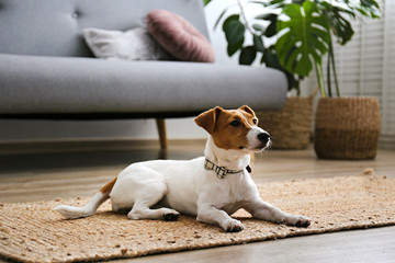 Cute four months old Jack Russel terrier puppy with folded ears at home. Small adorable doggy with funny fur stains. Close up, copy space, background.