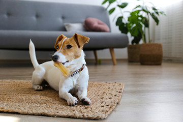 cute four months old jack russel terrier puppy with folded ears at home. small adorable doggy with f