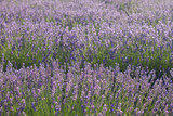 Fototapeta Lawenda - Purple lavender fields in bloom