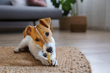 Cute four months old Jack Russel terrier puppy with folded ears at home. Small adorable doggy with funny fur stains. Close up, copy space, background.