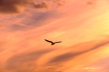 Low Angle View Of Silhouette Bird Flying Against Orange Sky