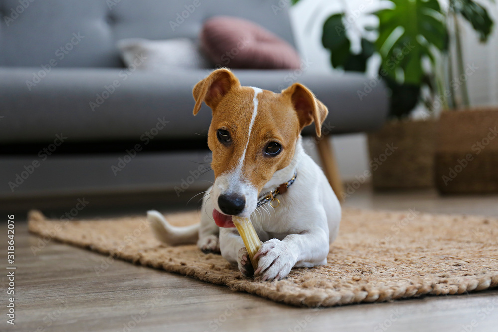 Cute four months old Jack Russel terrier puppy with folded ears at home. Small adorable doggy with funny fur stains. Close up, copy space, background. - obrazy, fototapety, plakaty 