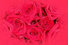 Vibrant Red Roses Top View Close Up, Filtered Image As  Natural Background