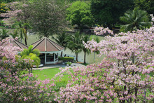 The Rosy Trumpet Tree (Tabeluia Rosea) And Other Plants In Chatuchak Park, Bangkok, Thailand