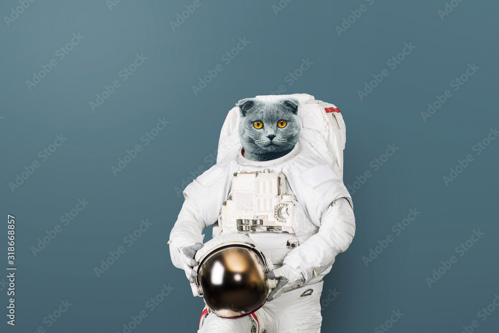 Funny cat astronaut in a space suit with a helmet on a gray background. British cat spaceman. Creative idea - obrazy, fototapety, plakaty 