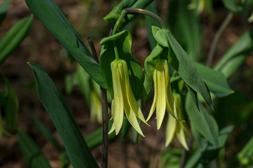 Bellwort in the early spring. Known as Uvularia it is a genus of flowering plants in the family Colchicaceae, and is closely related to the lily family. They are also called bellflowers or merrybells.