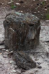 Wall Mural - Black Hills Petrified Wood