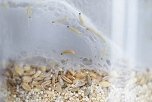 Transparent Plastic Food Container Filled With Oatmeal  Seeds Infested By Indian-meal Moth Larvae And Visible Webbing. 