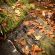 Fall colores, water and brown