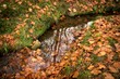 Fall colors, water, brown and green