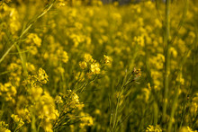 Beautiful Yellow Mustard Flowers In Field