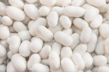 Wall Mural - white silkworm cocoons as a background