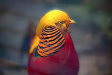 Magnificent Male Golden Pheasant Bird With Beautiful Feathers