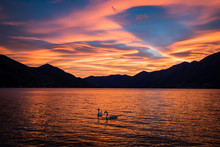 Swans In Lake Against Orange Sky During Sunset