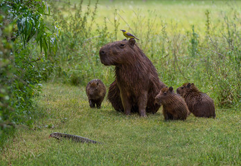 Funny scene of capybara family and a bird staring at lizard crossing their path