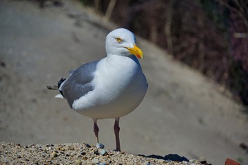 european herring gull on heligoland