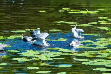 Wall Mural - european herring gull on heligoland