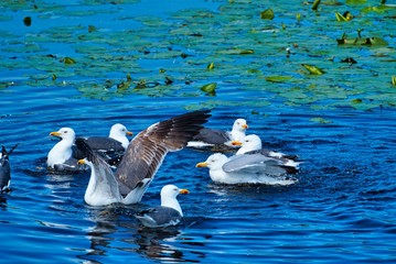 Wall Mural - european herring gull on heligoland