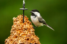 Chickadee Perched Eating Bird Seed At Feeder