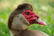Muscovy Duck Portrait. 
